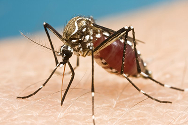 Zika Virus - Mosquito