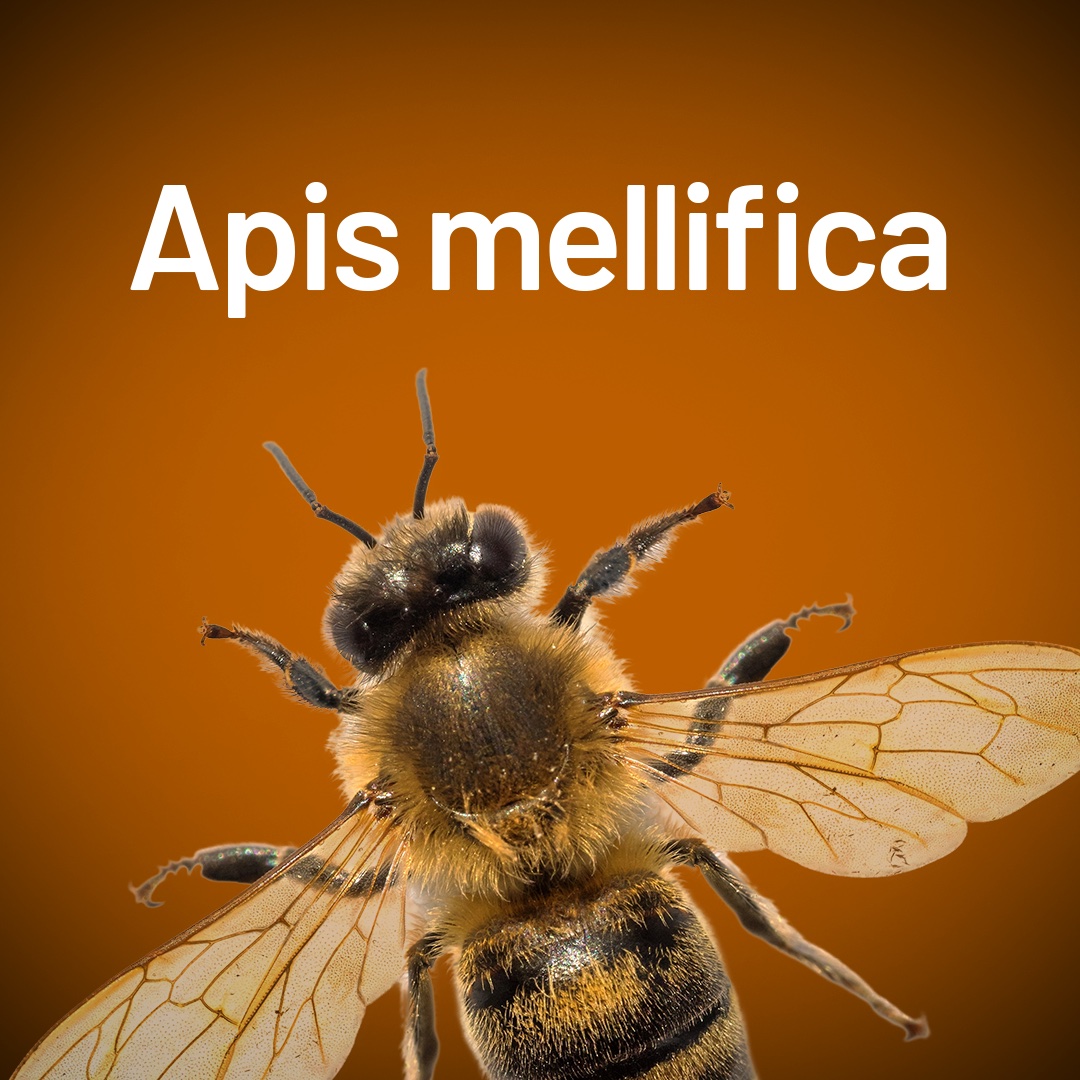 Apis mellifica