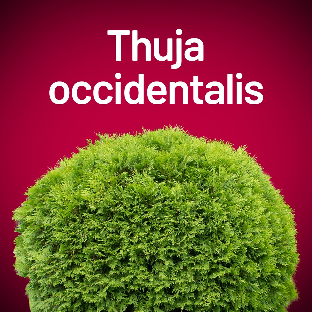 Thuja occidentalis