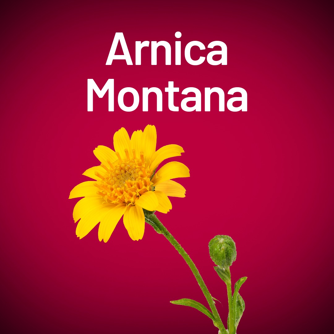 Arnica Montana