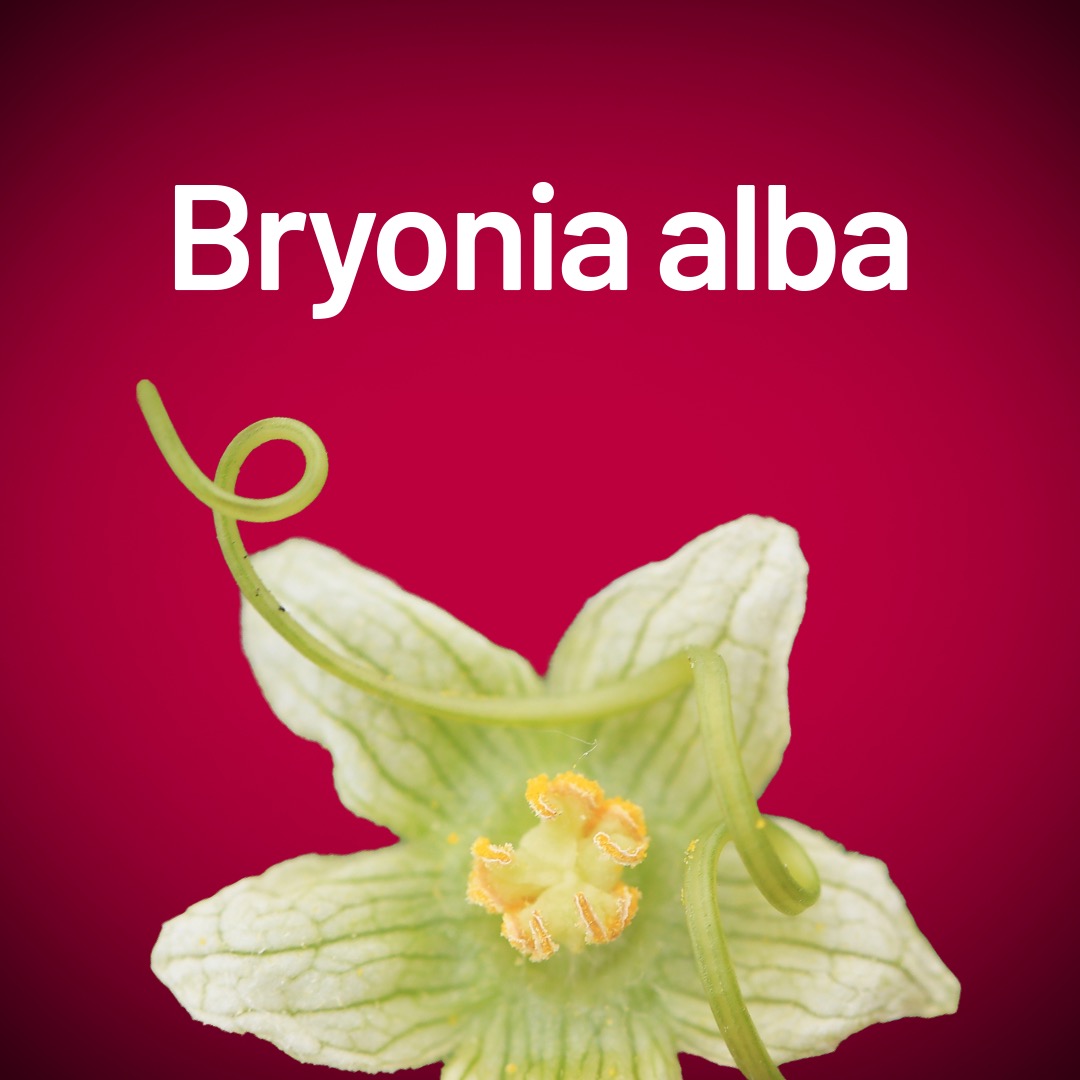 Bryonia alba