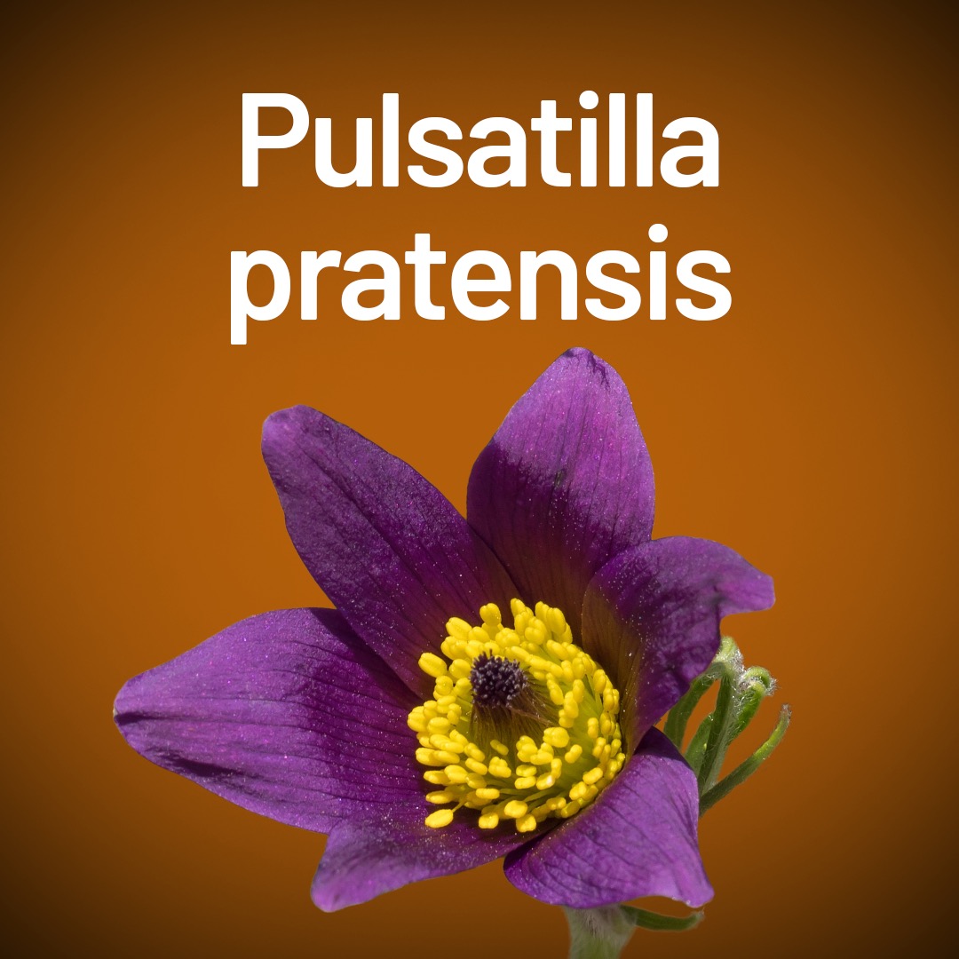 Pulsatilla
pratensis